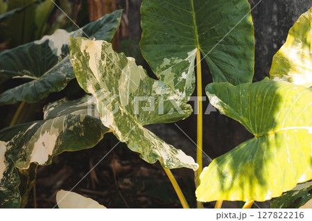 Lush and Vibrant Green Leaves with Stunning Variegated Patterns Bathed in Natural Light Lush and Vibrant Green Leaves with Stunning Variegated Patterns Bathed in Natural Light 127822216