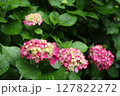 雨に濡れたガクアジサイ 127822272