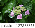 雨に濡れたガクアジサイ 127822273