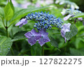 雨に濡れたガクアジサイ 127822275