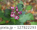 咲き始めた、額紫陽花 127822293