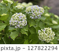 咲き始めた、額紫陽花 127822294