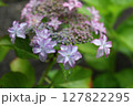 咲き始めた、額紫陽花 127822295