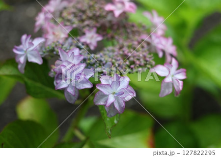 咲き始めた、額紫陽花 127822295