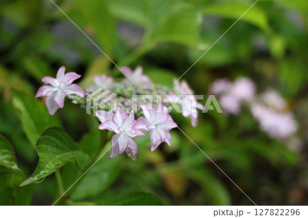 咲き始めた、額紫陽花 127822296
