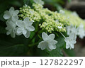 咲き始めた、額紫陽花 127822297