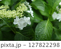 咲き始めた、額紫陽花 127822298