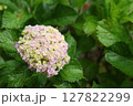 咲き始めた、額紫陽花 127822299
