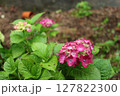 咲き始めた、額紫陽花 127822300