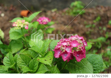 咲き始めた、額紫陽花 127822300