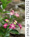 咲き始めた、額紫陽花 127822302