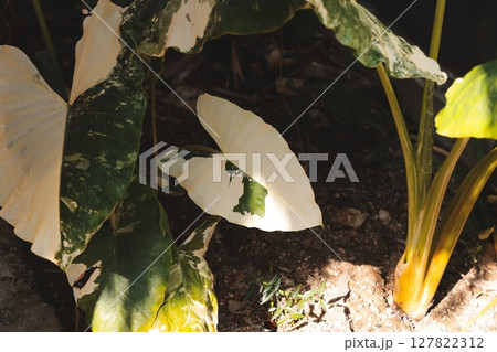An intricate green tropical plant featuring unique and captivating leaf patterns and designs 127822312