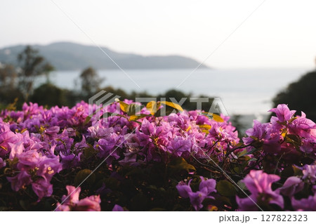 A Beautiful Blooming Bougainvillea Overlooking a Serene and Scenic Sea View Ahead 127822323