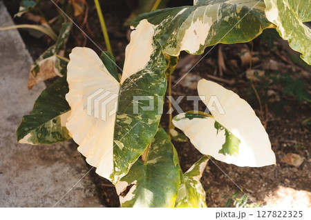 Discover the captivating beauty of unique variegated leaves found in the diversity of nature 127822325