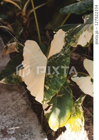 Lush and Vibrant Tropical Leaves Featuring Unique Variegated Patterns That Enrich Nature 127822334