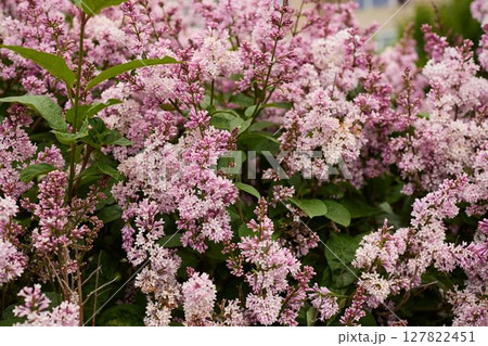 The Stunning and Beautiful Lilac Blossoms Are in Their Full Bloom, Radiating Charm and Beauty The Stunning and Beautiful Lilac Blossoms Are in Their Full Bloom, Radiating Charm and Beauty 127822451
