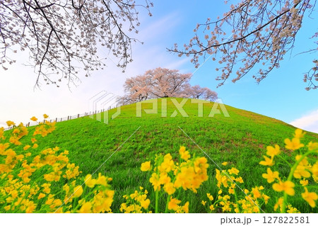 丸墓山古墳の桜(さきたま古墳公園) 丸墓山古墳の桜(さきたま古墳公園) 127822581