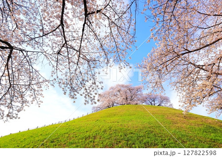 丸墓山古墳の桜（さきたま古墳公園） 127822598