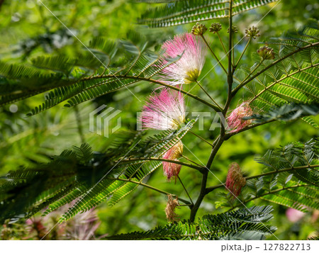 初夏に咲き始めたネムノキの花 初夏に咲き始めたネムノキの花 127822713