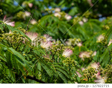 初夏に咲き始めたネムノキの花 127822715