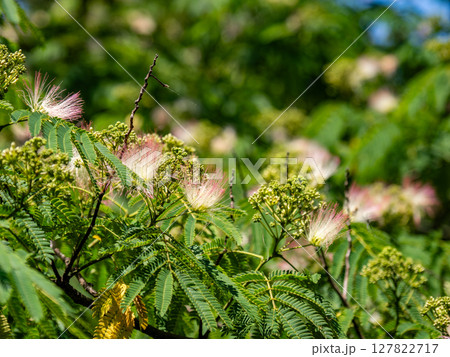 初夏に咲き始めたネムノキの花 127822717
