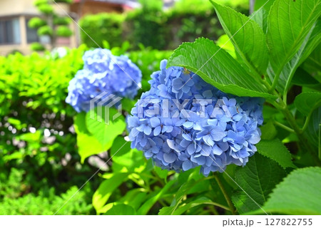 日を浴びる紫陽花 127822755