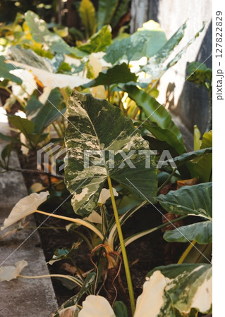 Lush Greenery Featuring Variegated Leaves Bathed in Beautiful Natural Light that Brightens Lush Greenery Featuring Variegated Leaves Bathed in Beautiful Natural Light that Brightens 127822829