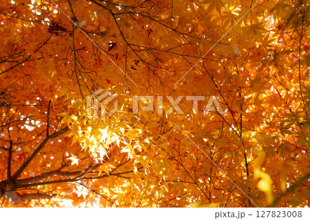 美しい紅葉の森 127823008