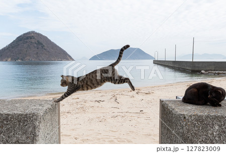 堤防を飛び越える猫 堤防を飛び越える猫 127823009
