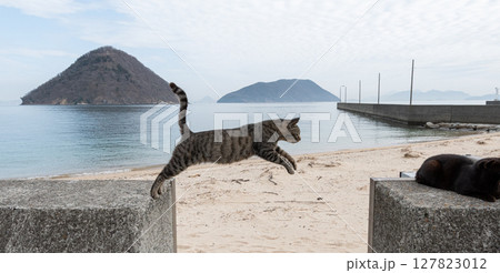 堤防を飛び越える猫 堤防を飛び越える猫 127823012