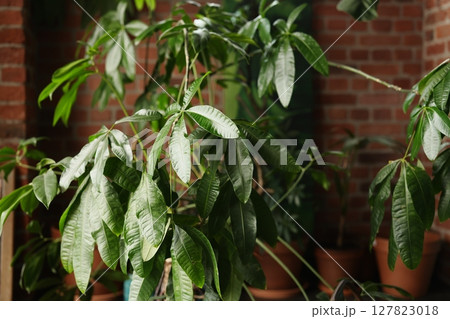 Embracing Lush Indoor Greenery Bringing Plant Life into Urban Living Environments Embracing Lush Indoor Greenery Bringing Plant Life into Urban Living Environments 127823018