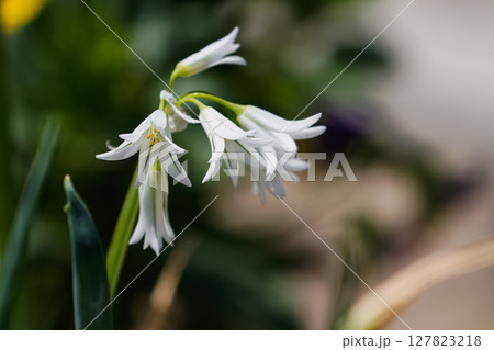 ミツカドネギの花 127823218