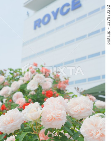 ロイズローズガーデン ロイズタウン工場 127823252