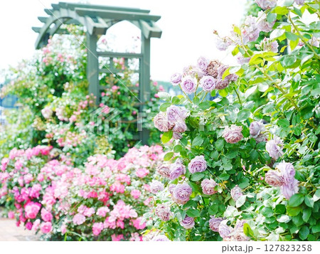 ロイズローズガーデン ロイズタウン工場 127823258