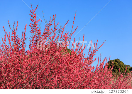 梅の花 紅梅 梅の花 紅梅 127823264