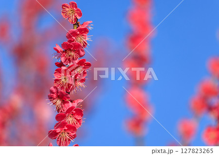 梅の花 紅梅 梅の花 紅梅 127823265