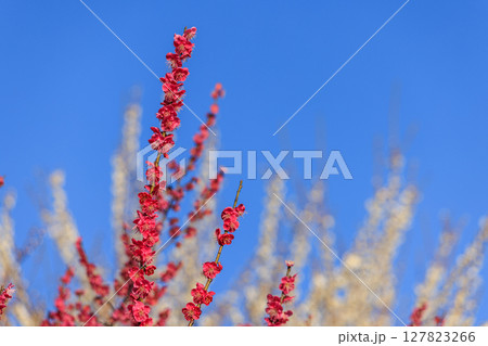 梅の花 紅梅 梅の花 紅梅 127823266