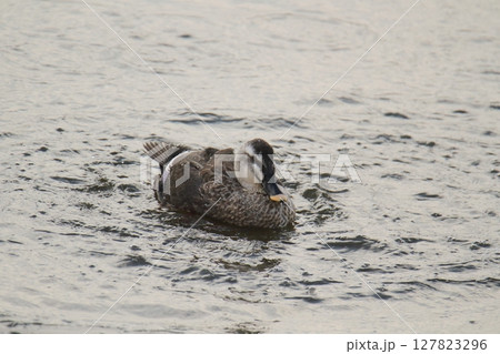 荒尾市　港　野鳥、 127823296