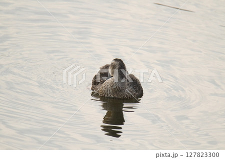 荒尾市 港 野鳥、 荒尾市 港 野鳥、 127823300