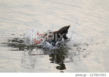 荒尾市　港　野鳥、 127823301