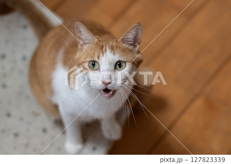 鳴いてアピールする猫　茶トラ白 127823339