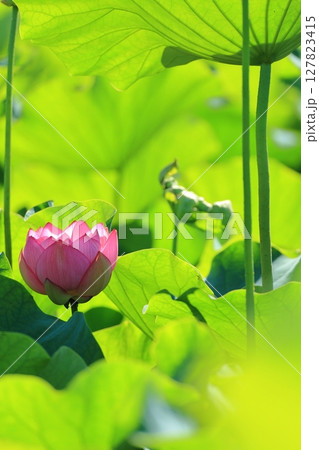 緑彩紅花(りょくさいこうか) 緑彩紅花(りょくさいこうか) 127823415