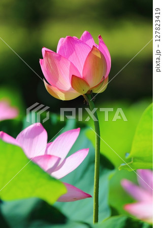 つぼみの一輪咲き 127823419