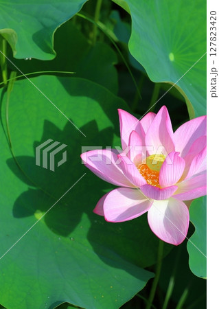 影を作る 影を作る 127823420