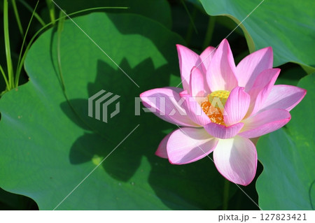 影を作る 127823421