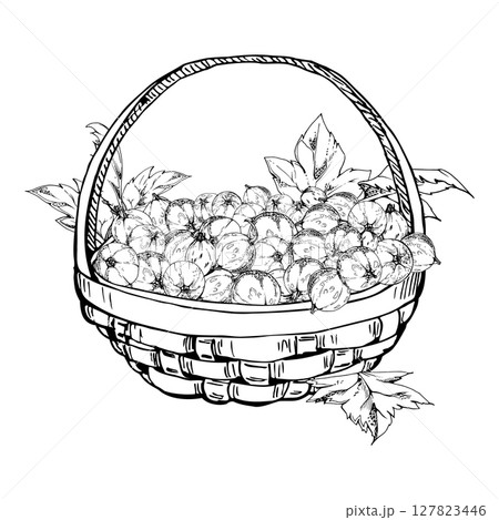 Currant gooseberry leaves in weaved basket, hand drawn in vector ink, ripe picked garden berry harvest, casseille jostaberry. Isolated illustration. Restaurant menu, cookbook, farmers market grocery 127823446