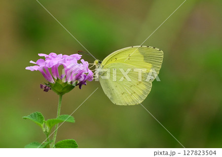キタキチョウ（Common Grass Yellow） 127823504