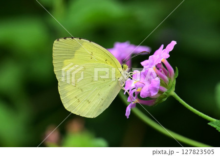 キタキチョウ(Common Grass Yellow) キタキチョウ(Common Grass Yellow) 127823505