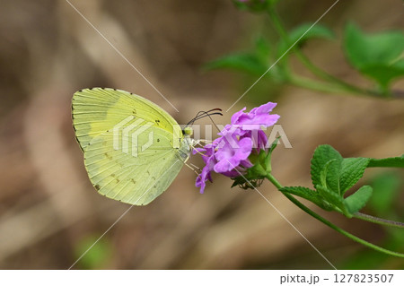 キタキチョウ(Common Grass Yellow) キタキチョウ(Common Grass Yellow) 127823507