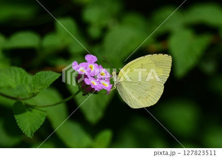 キタキチョウ(Common Grass Yellow) キタキチョウ(Common Grass Yellow) 127823511